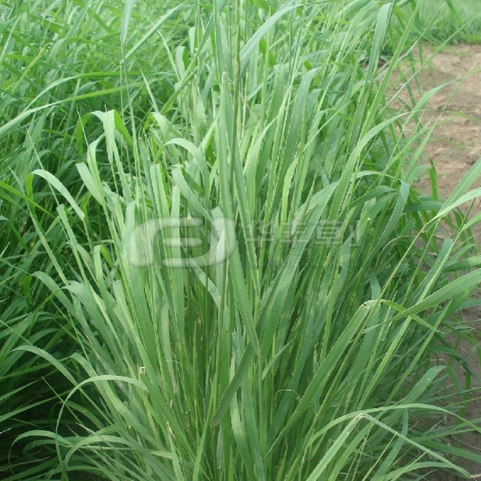 细茎冰草